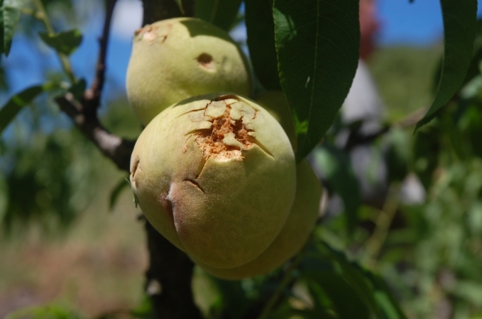 Prejuízos na agricultura podem chegar a R$ 10 milhões em Bento