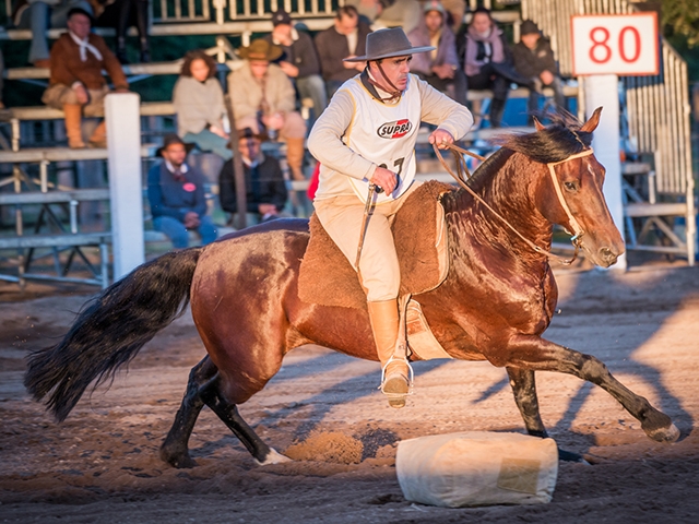 Cavalo da Cabanha Seni vence seletiva do Freio de Ouro