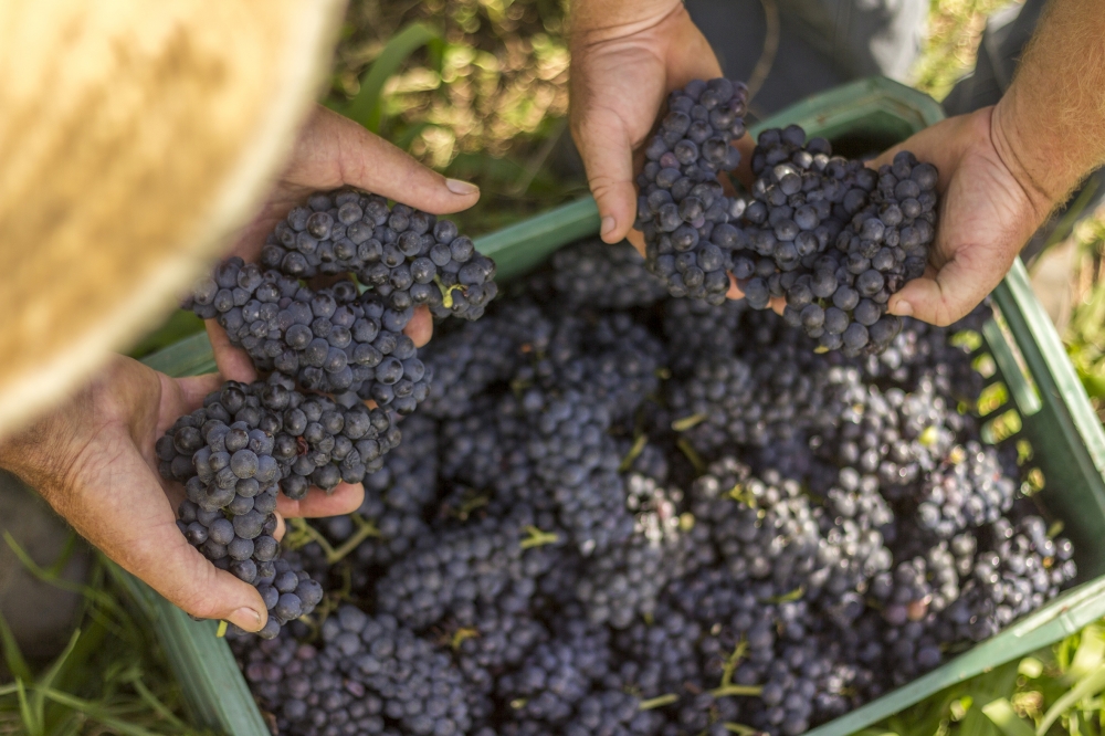 Qualidade marca a safra de uva 2018 no Rio Grande do Sul 