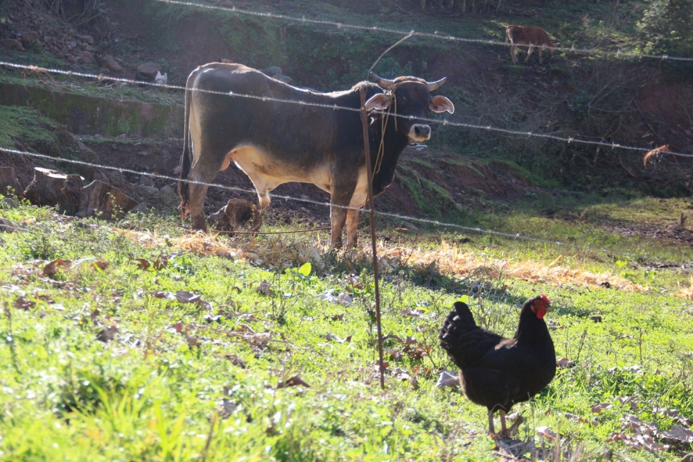 Censo Agro 2017 contabiliza 823 propriedades rurais em Garibaldi