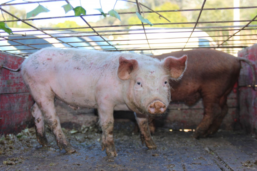 Censo Agro 2017 contabiliza 823 propriedades rurais em Garibaldi