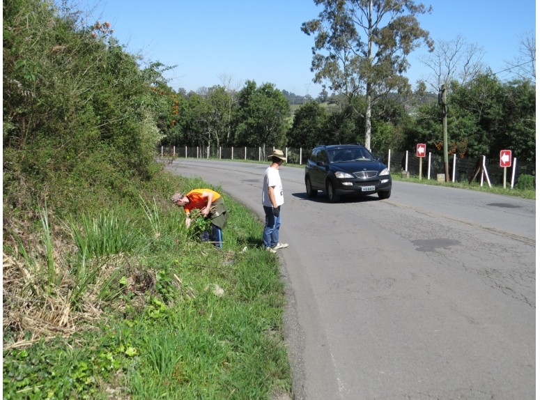 Margens da rodovia que liga Garibaldi a Farroupilha recebe plantio de hortênsias