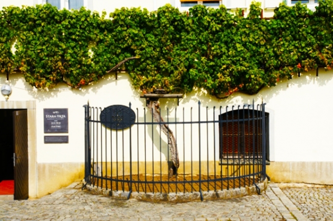 Rebentos da videira mais antiga do mundo serão plantados em Bento Gonçalves