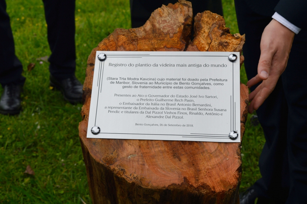 Videira mais antiga do mundo foi plantada em Bento Gonçalves