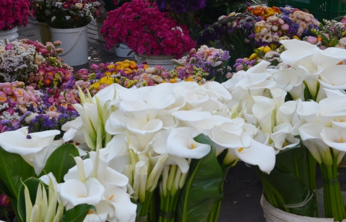 Via Del Vino sedia nesta quinta-feira a Feira das Flores em Bento 