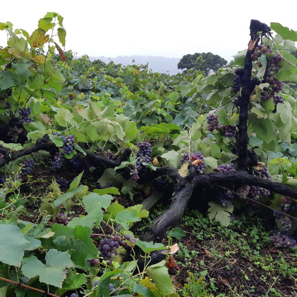 Prejuizo com temporal é de seis hectares em Garibaldi