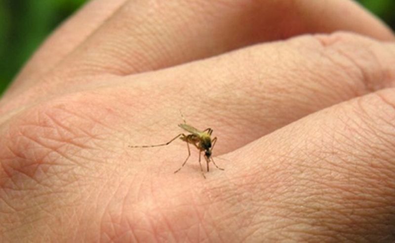 Encontrado novos casos de Aedes em Carlos Barbosa