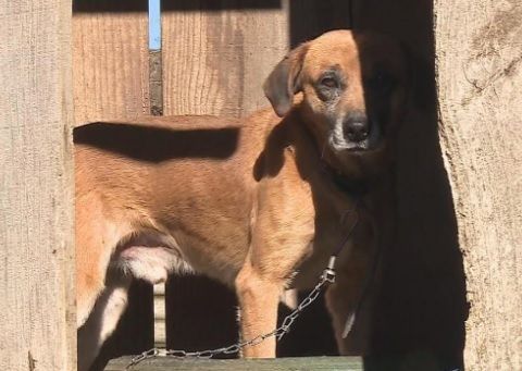 Projeto em Bento quer proibir que animais fiquem presos em pátios