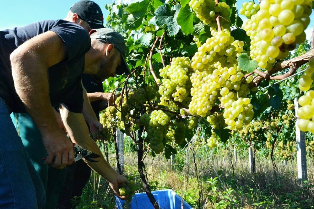 Safra da Uva encerra com recorde histórico na Vinícola Garibaldi