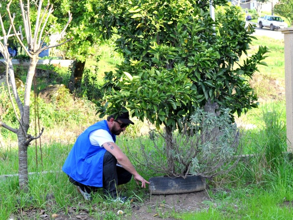 Aumento de larvas do Aedes aegypti preocupa Carlos Barbosa