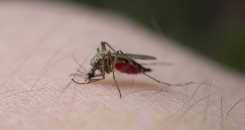 Aumento de larvas do Aedes aegypti preocupa Carlos Barbosa