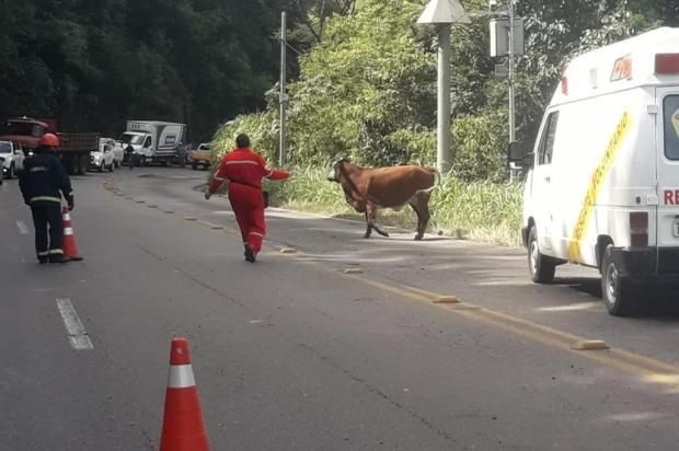 Caminhão transportando bois sai da pista e cai em barranco na RS 122