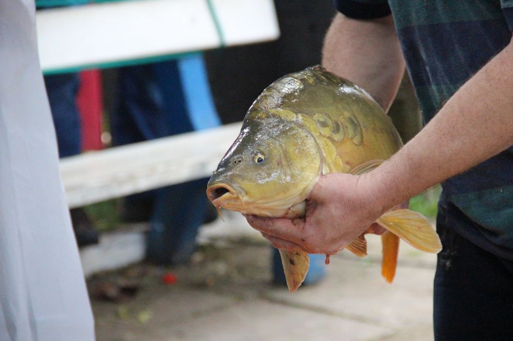 Feira do Peixe Vivo na quinta-feira Santa em Garibaldi