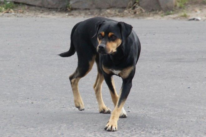 Vereadores de Garibaldi aprovam Lei de Proteção aos Animais