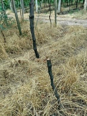 Parreiras são cortadas por vândalos no interior de Garibaldi