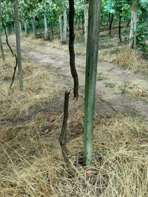 Parreiras são cortadas por vândalos no interior de Garibaldi