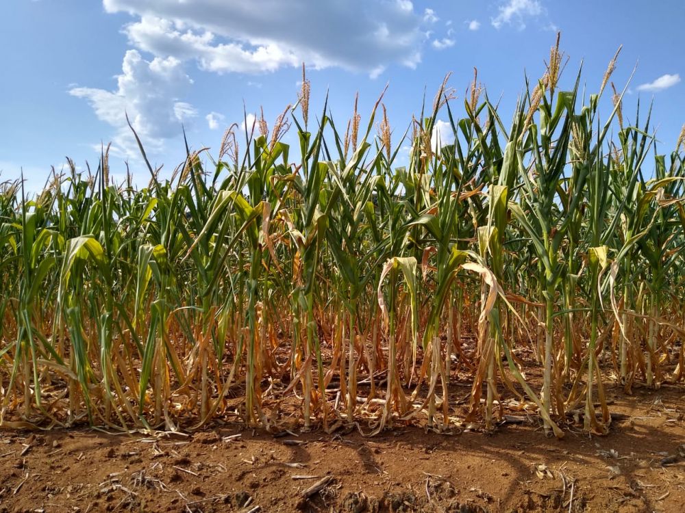 Boa Vista do Sul e Coronel Pilar sofrem com a estiagem