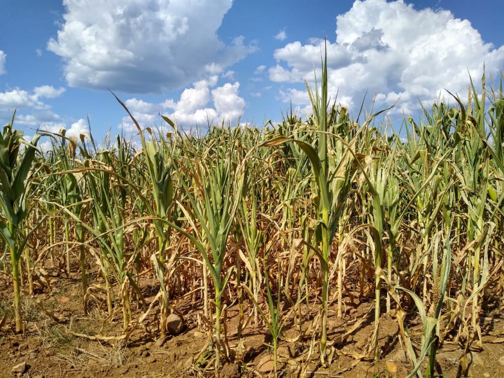 Boa Vista do Sul e Coronel Pilar sofrem com a estiagem