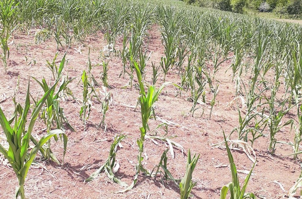 Falta de Chuva: Santa Tereza decreta Situação de Emergência