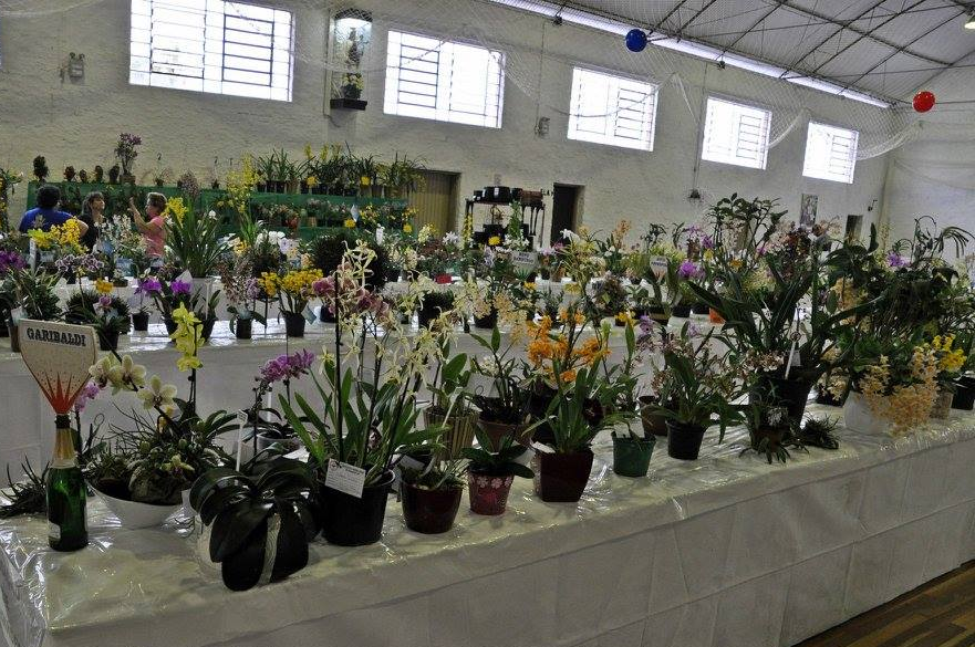 Associação Garibaldense de Orquidófilos completa 20 anos 