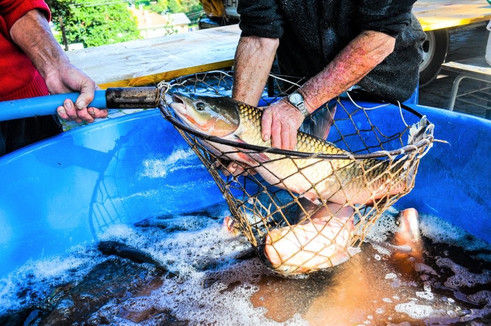 Carlos Barbosa cancela a tradicional Feira do Peixe Vivo