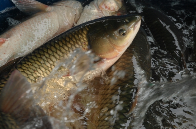 Semana Santa com Edição Especial da Feira do Peixe Vivo em Bento