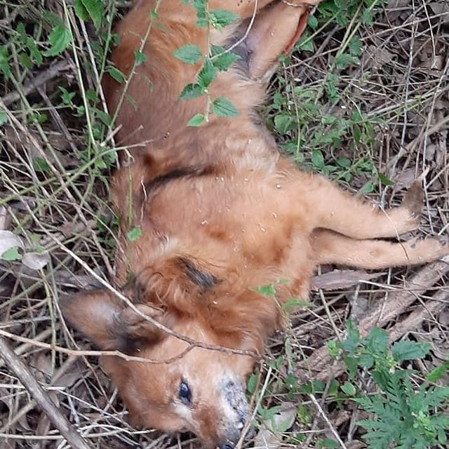 Animais foram mortos de forma cruel no interior de Carlos Barbosa