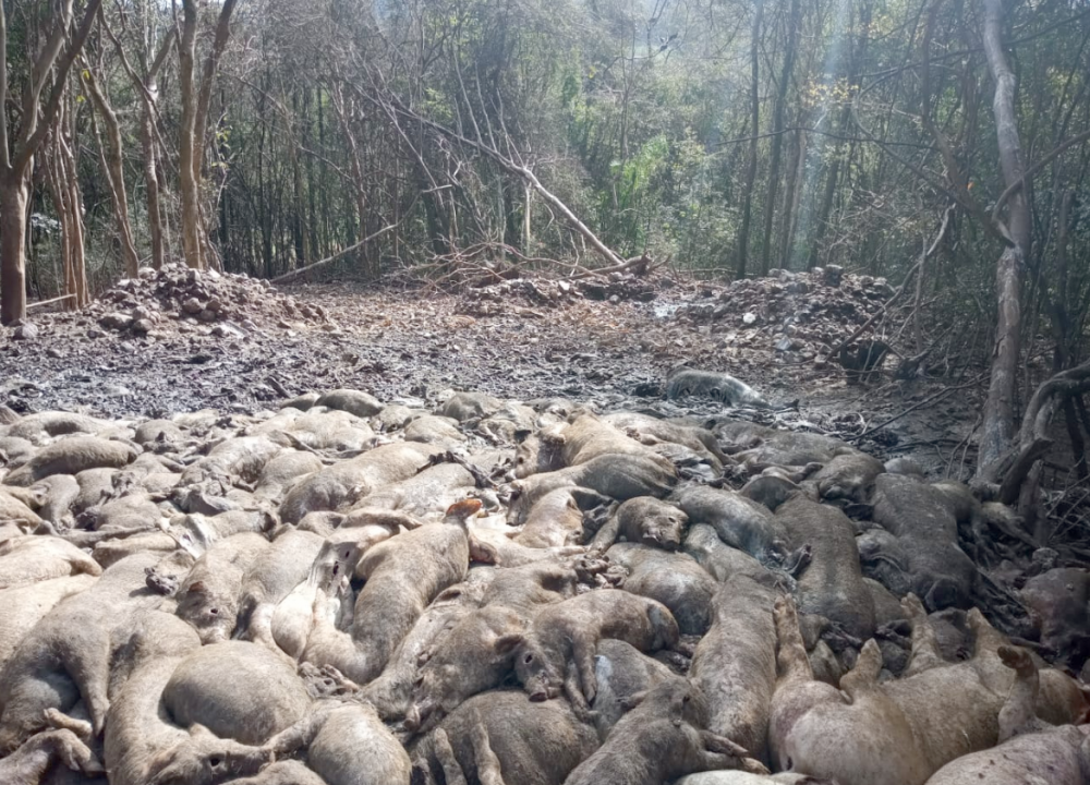Centenas de suínos são descartados de maneira irregular em Casca