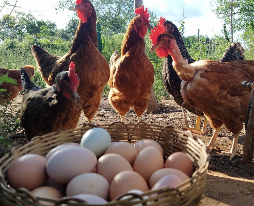 Ovos terão certificado com garantia de bem-estar animal