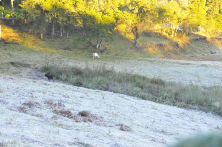 Primeira geada do ano é registrada em municípios da Serra