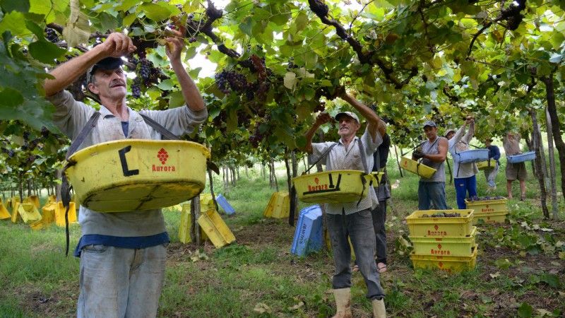 Safra da Uva vai ter boa rentabilidade para os produtores