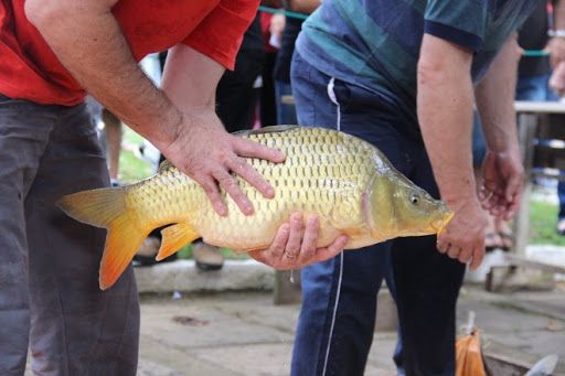 Produtores estarão comercializando peixe vivo em Garibaldi