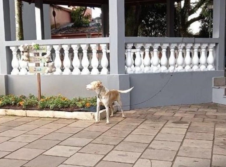 Cachorro é deixado acorrentado em praça no centro de Farroupilha
