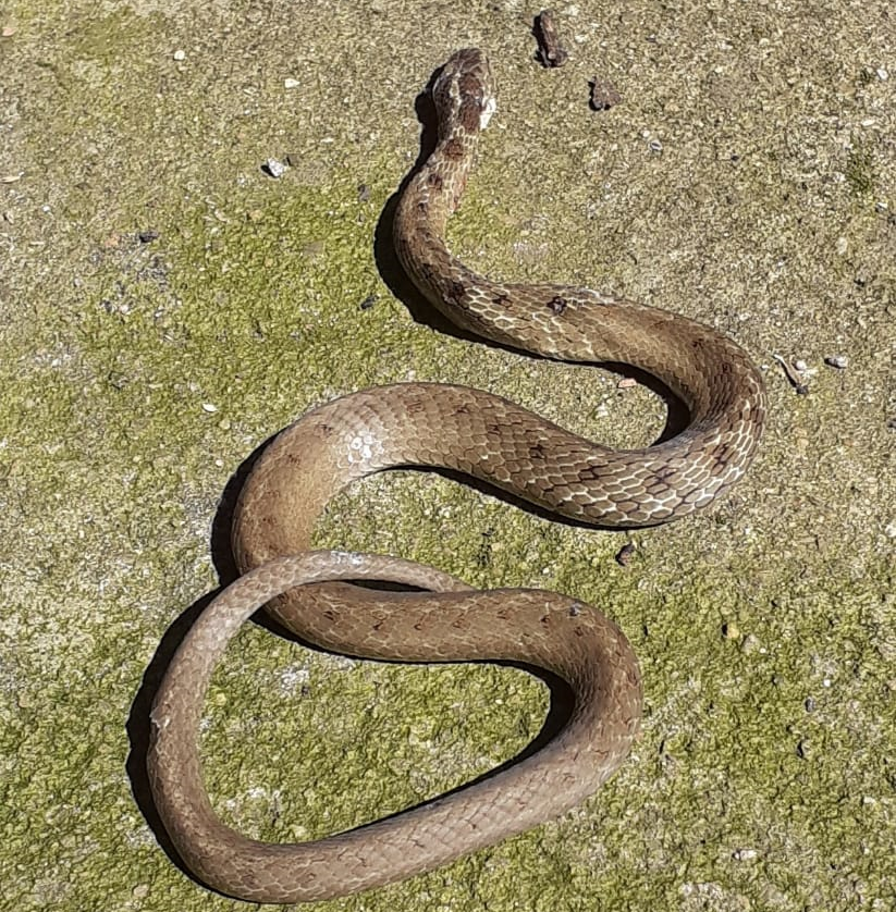 Cobra é encontrada em residência do bairro Glória