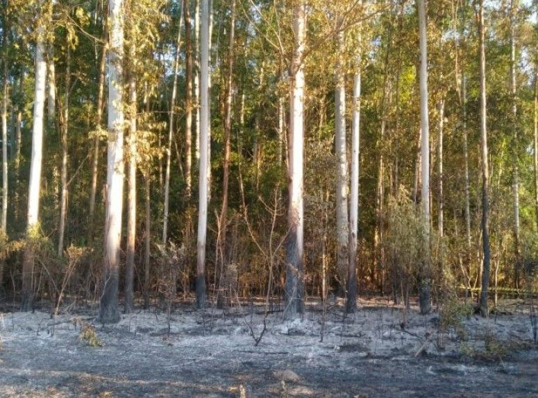  Idoso tenta controlar fogo em mato de eucaliptos e morre queimado