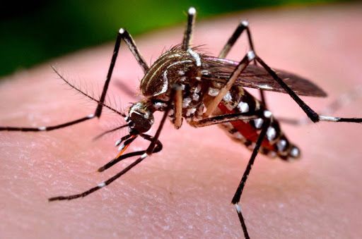 Cerca de 57 focos de mosquito da Dengue são encontrados em Bento