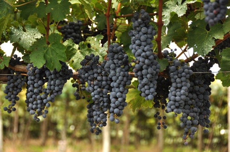 Propostas de alteração à Lei do Vinho serão encaminhadas à Câmara Nacional